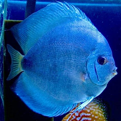 blue diamond discus for sale.